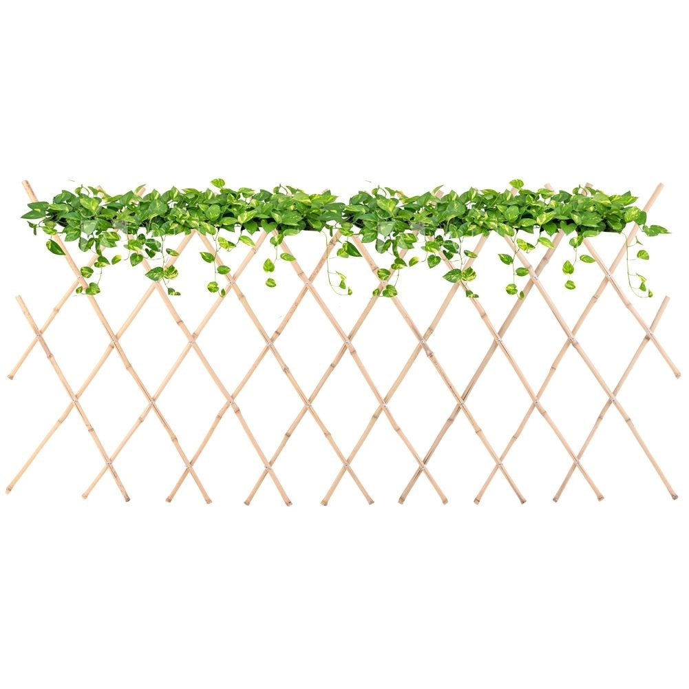 Adjustable Trellis for Climbing Plants - Bamboo Plant Support
