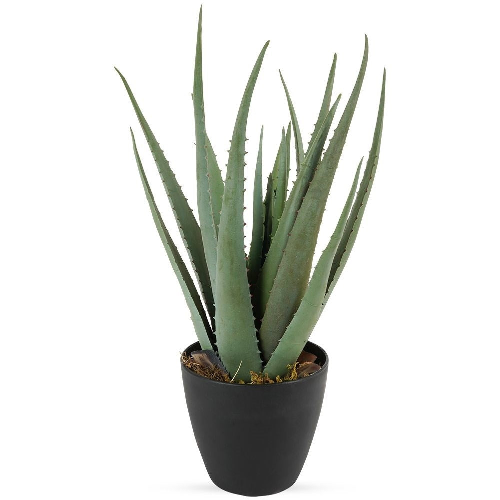 Artificial Aloe Vera in Black Pot - Realistic and Easy to Care for