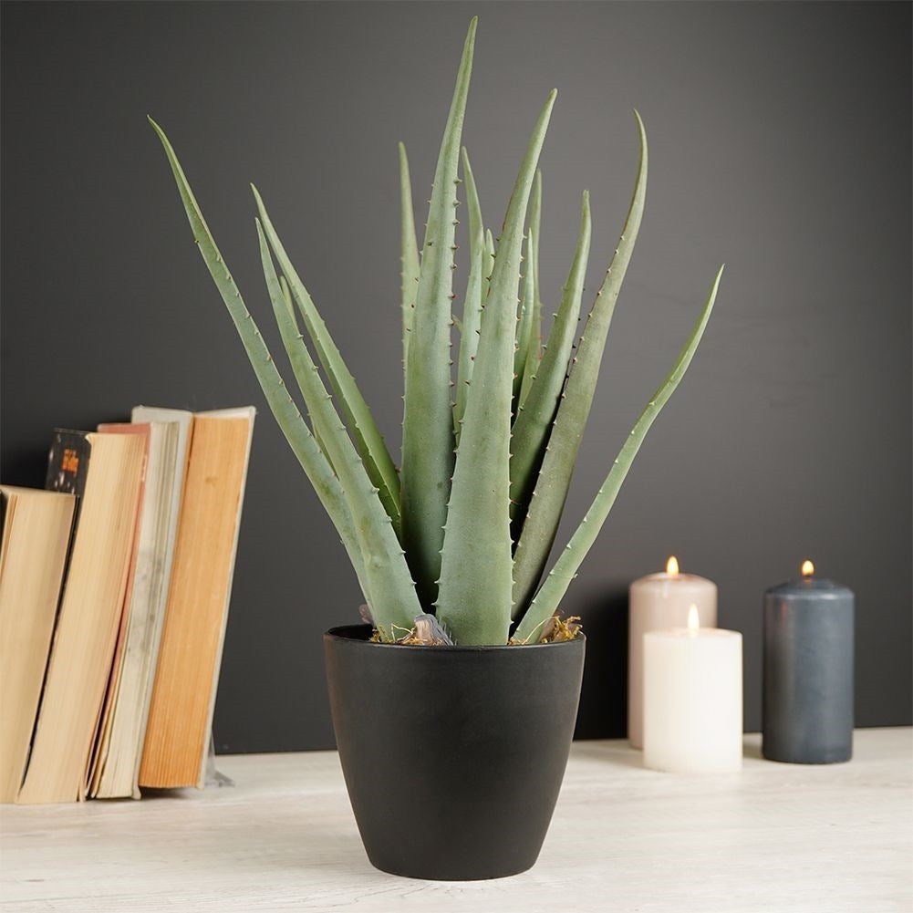 Artificial Aloe Vera in Black Pot - Realistic and Easy to Care for