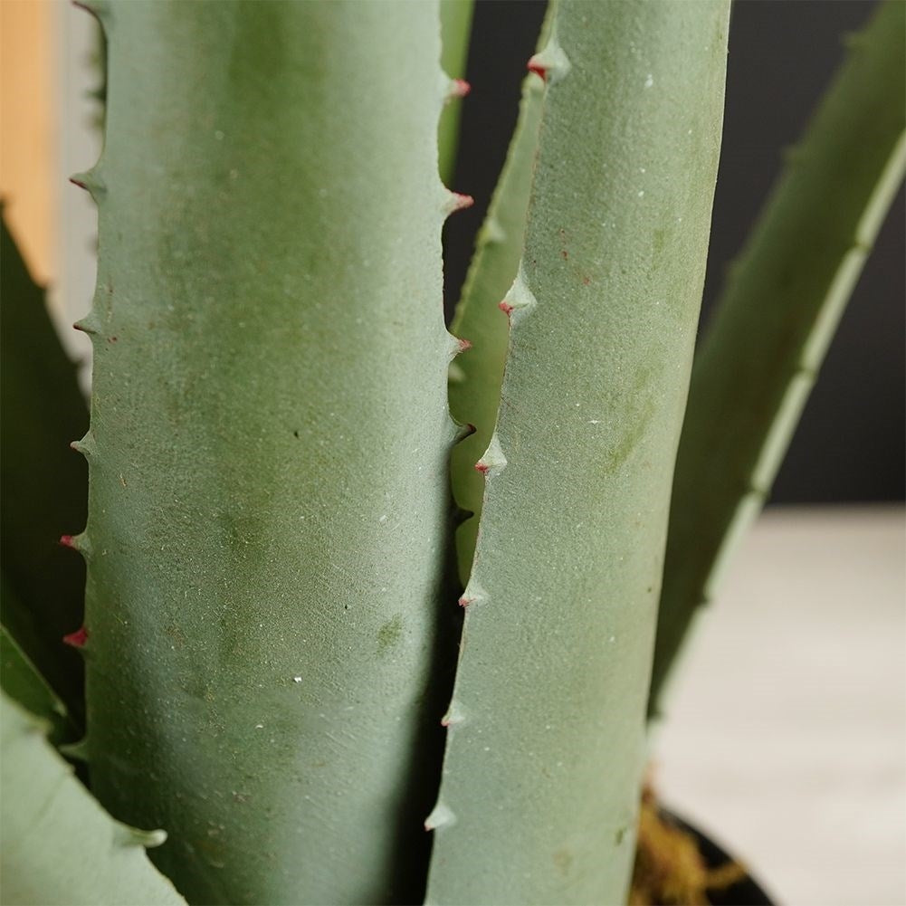 Artificial Aloe Vera in Black Pot - Realistic and Easy to Care for