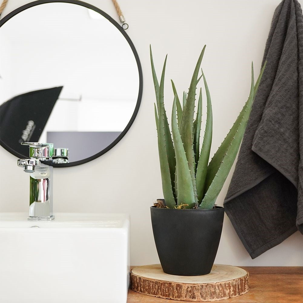 Artificial Aloe Vera in Black Pot - Realistic and Easy to Care for