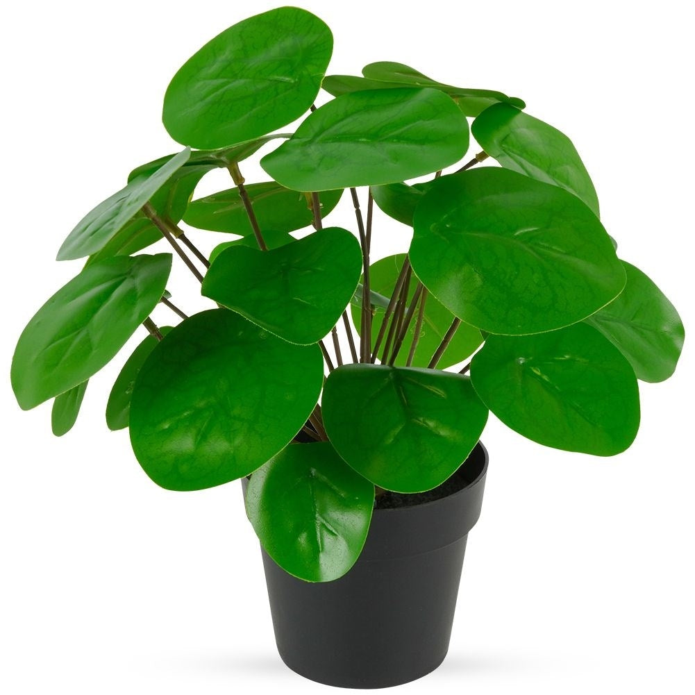 Artificial Pilea in Black Pot - Realistic & Care Free