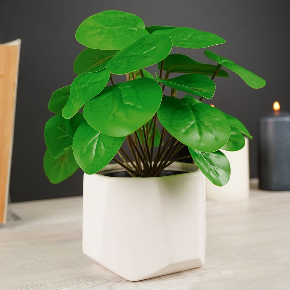 Artificial Pilea in Black Pot - Realistic & Care Free