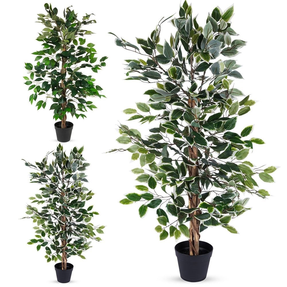 Artificial ficus in a black pot - realistic and maintenance-free
