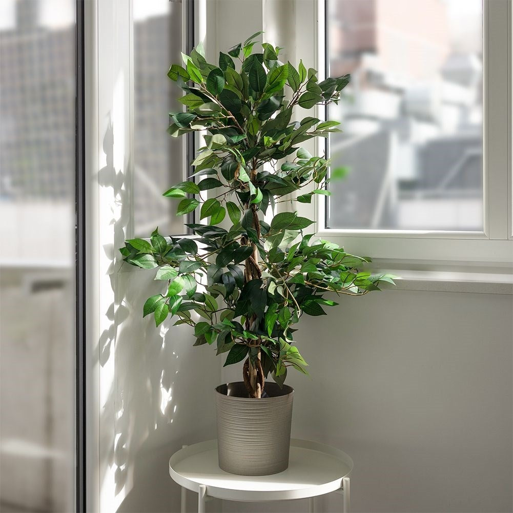 Artificial ficus in a black pot - realistic and maintenance-free
