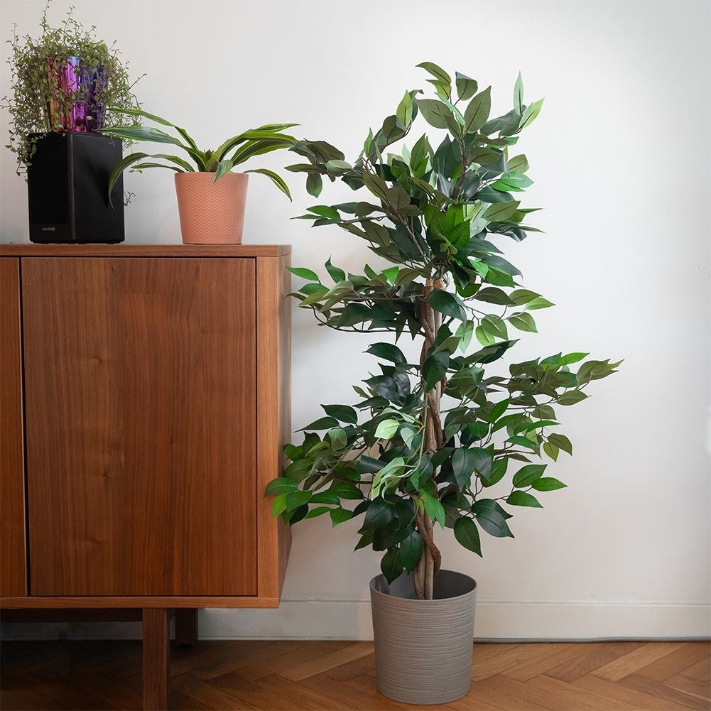 Artificial ficus in a black pot - realistic and maintenance-free
