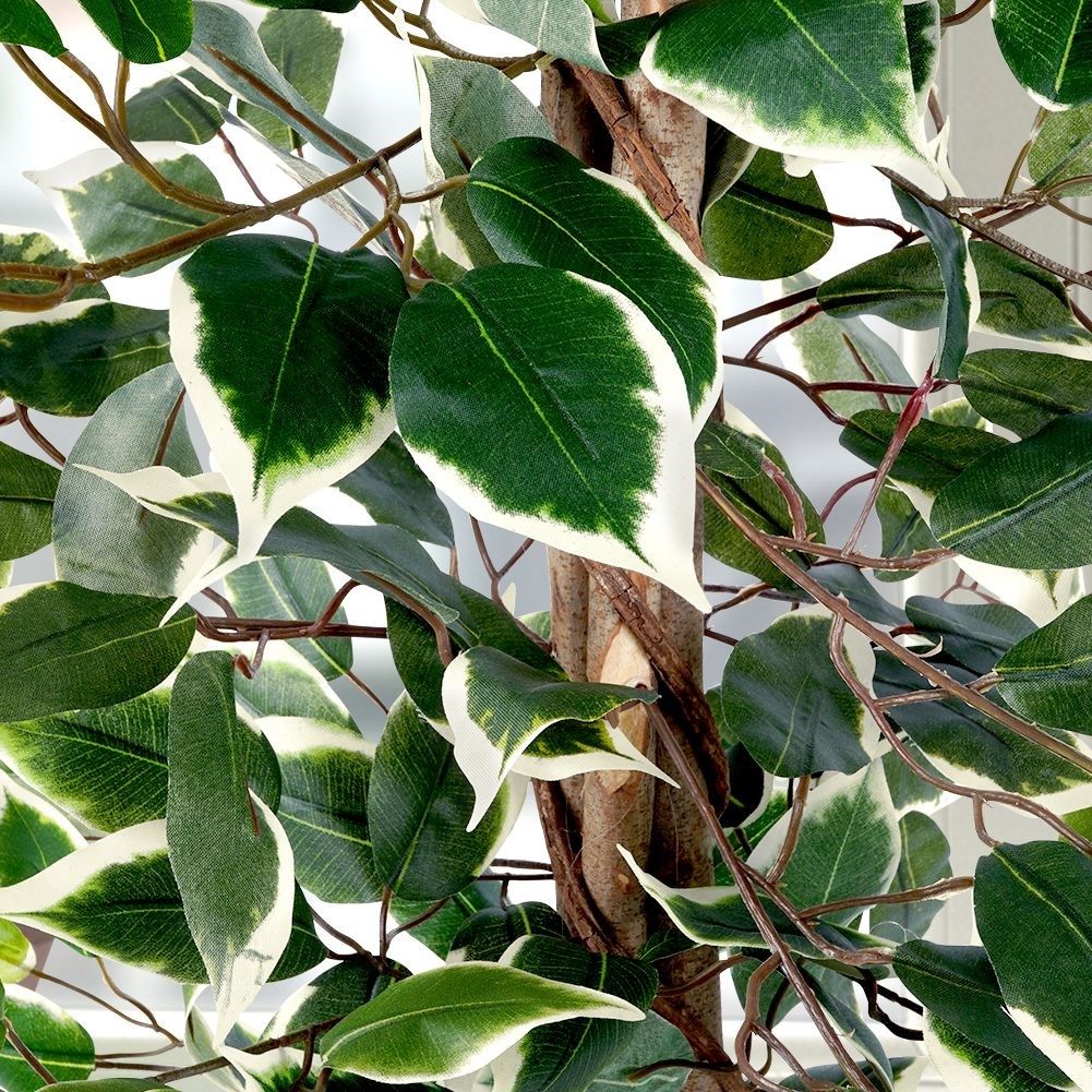 Artificial ficus in a black pot - realistic and maintenance-free