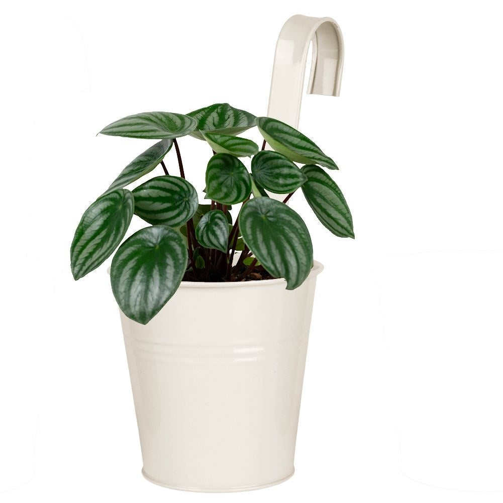Beige Metal Pot with Handle for Balcony and Terrace
