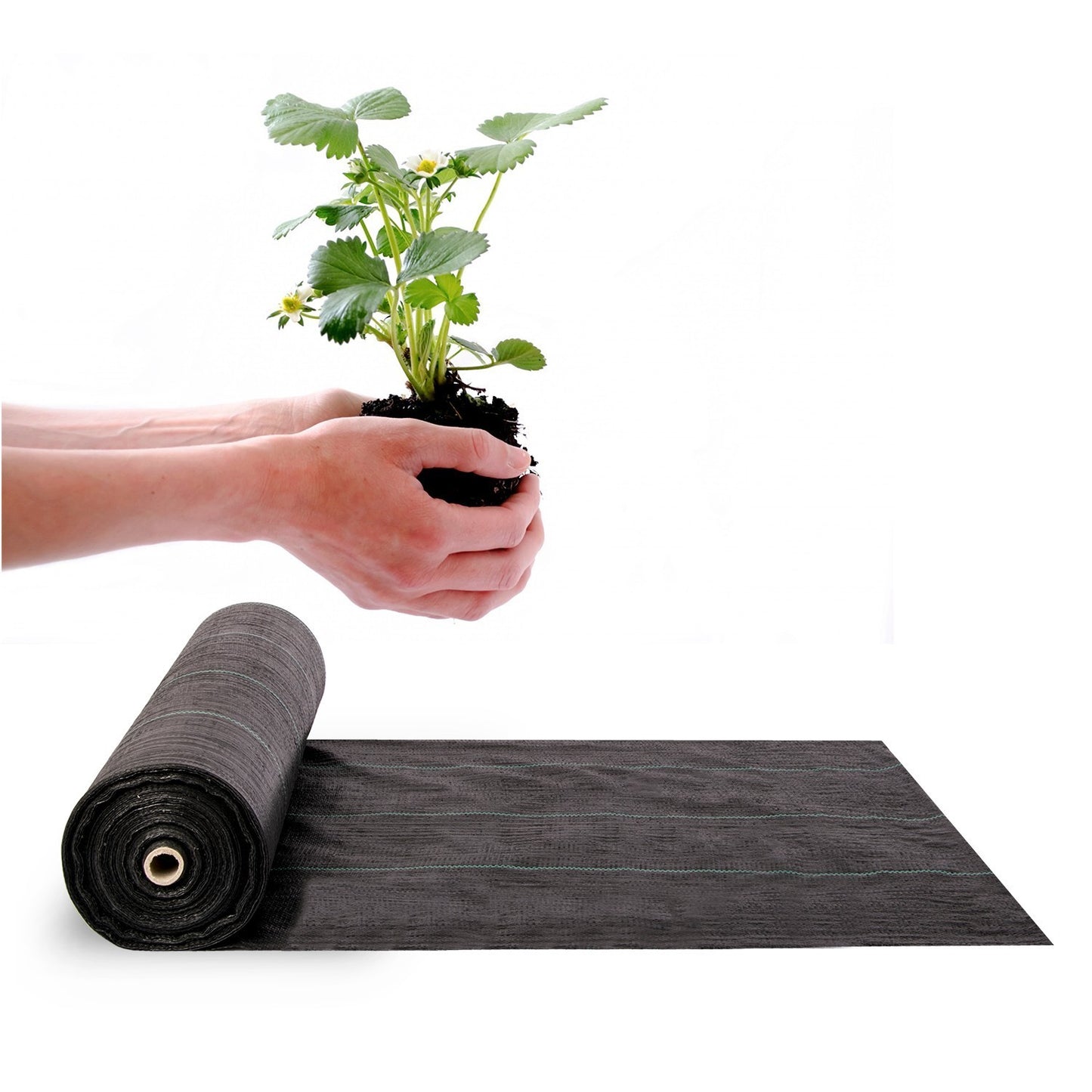 Black Cultivation fabric 70g/m2 1.6m x 100m - Plonos