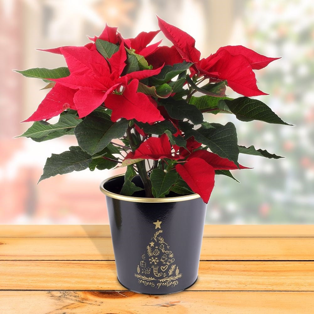 Black metal Christmas pot with golden Christmas tree decoration