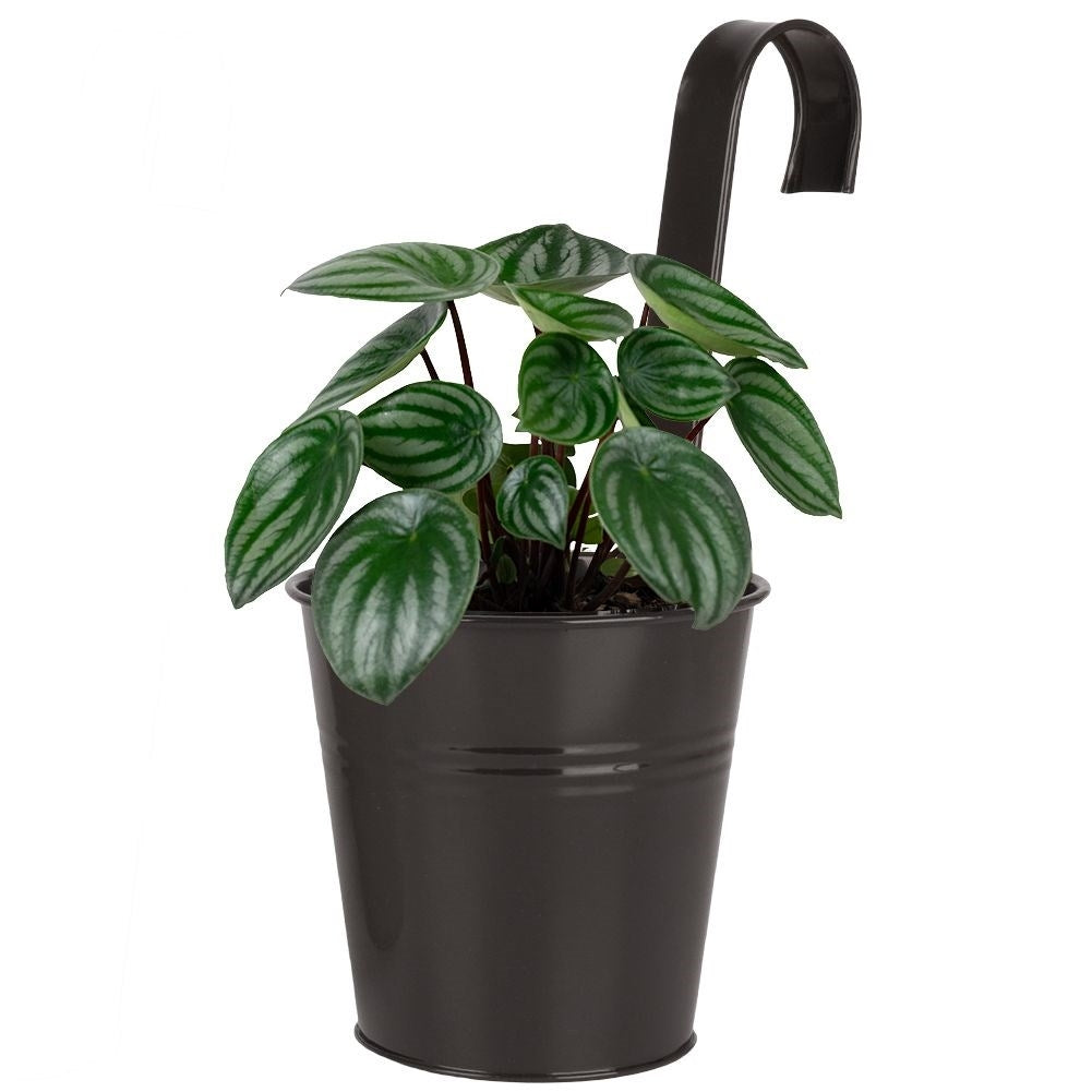 Black metal pot with hanging handle for balcony