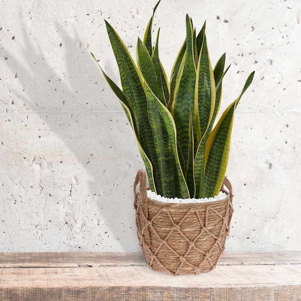 Boho flower pot in woven basket of sea grass with handle