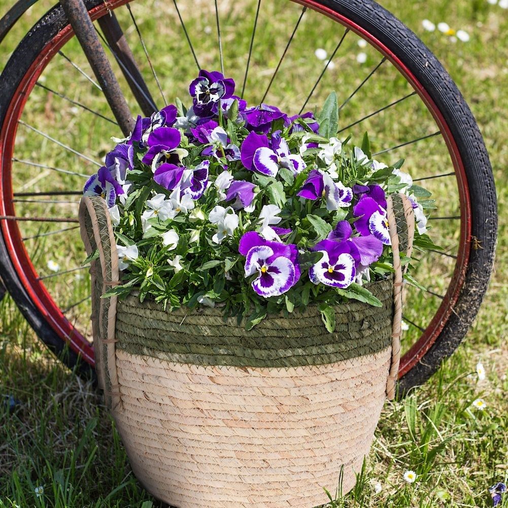 Boho pot with plant in natural seagrass basket with handle