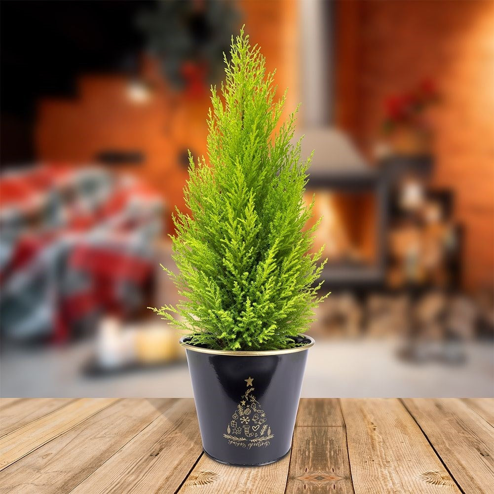 Christmas metal pot in gold with white Christmas tree decoration