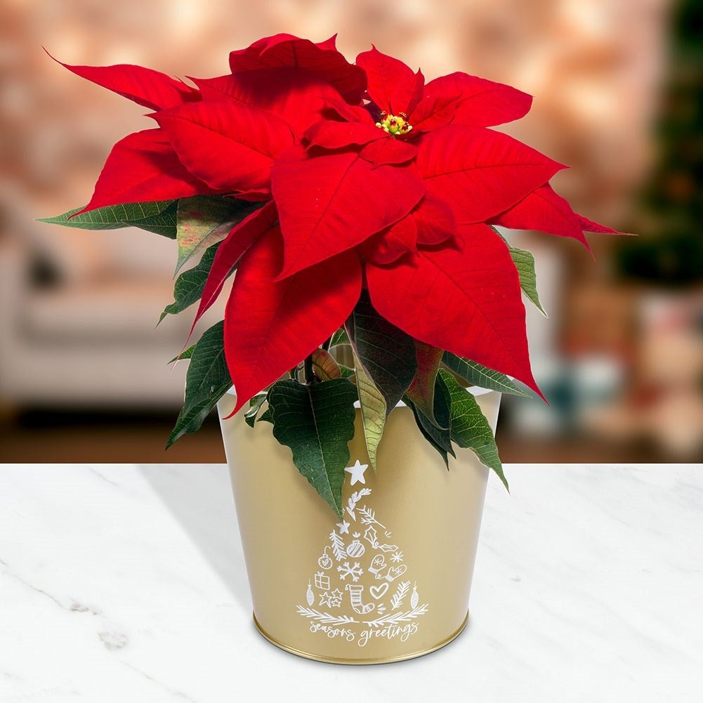 Christmas pot in gold metal with white Christmas tree decoration