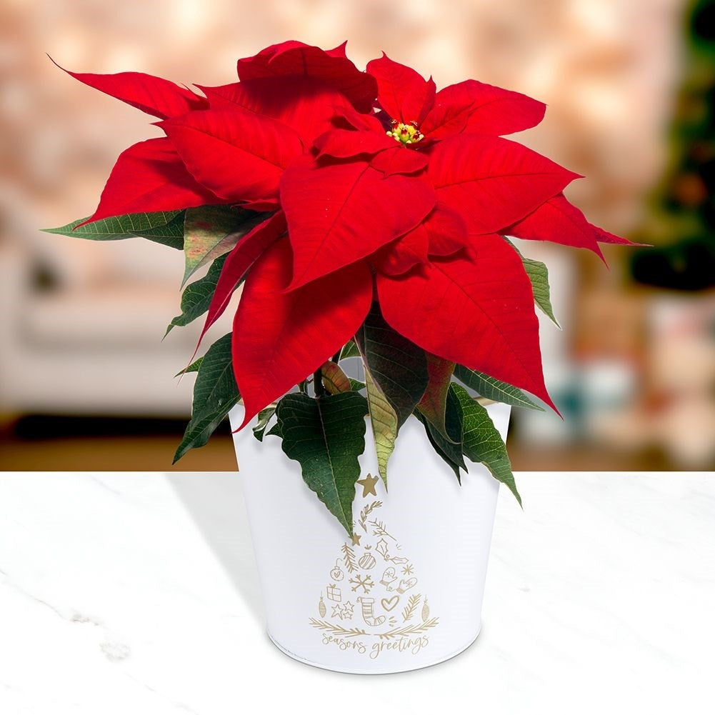 Christmas pot in white metal with golden Christmas tree.