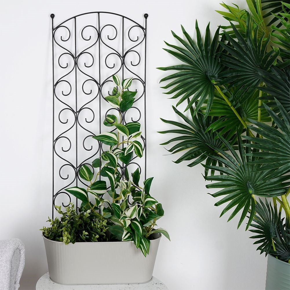 Climbing plant support in black metal for optimal cultivation