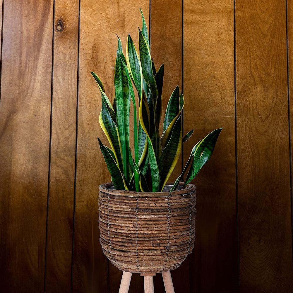 Flower pot on wooden legs, braided from natural materials