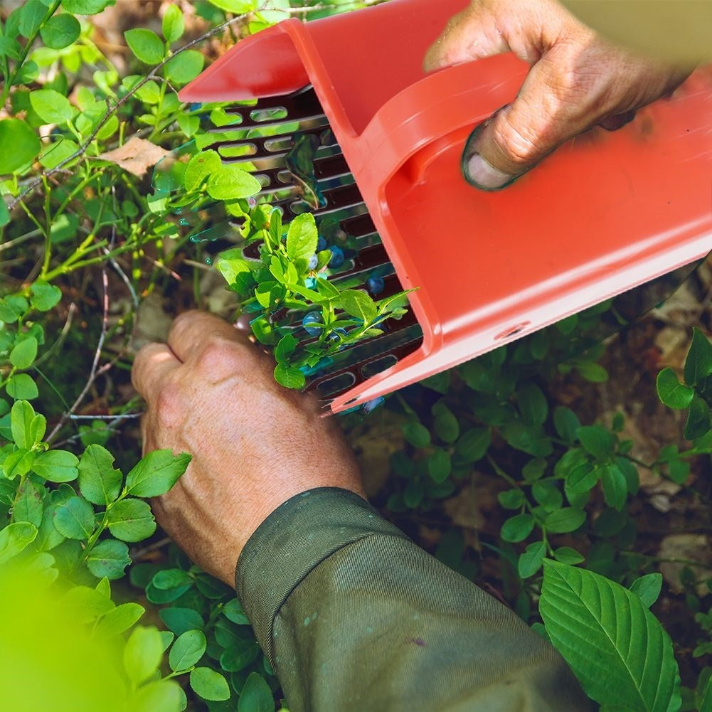 Fruit picker for blueberries, currants and aronia - easy to use