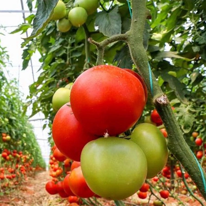 Garden Polytunnel Greenhouse, 10 m², Metal Frame, UV Cover