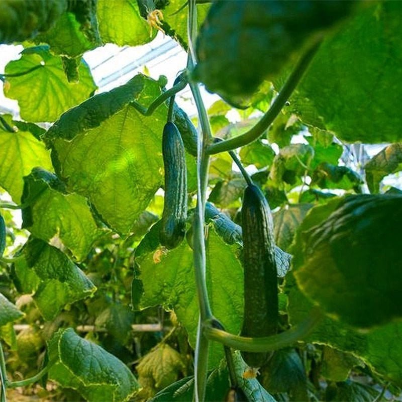 Garden Polytunnel Greenhouse, 10 m², Metal Frame, UV Cover