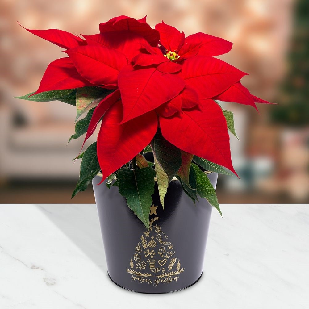Golden metal Christmas pot with white decorative Christmas tree