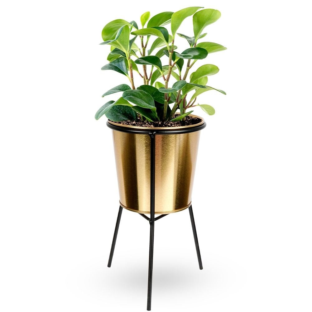 Gold flower pot with black metal stand for plants