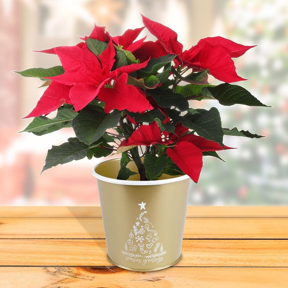 Gold metal pot with white Christmas tree decoration for plants