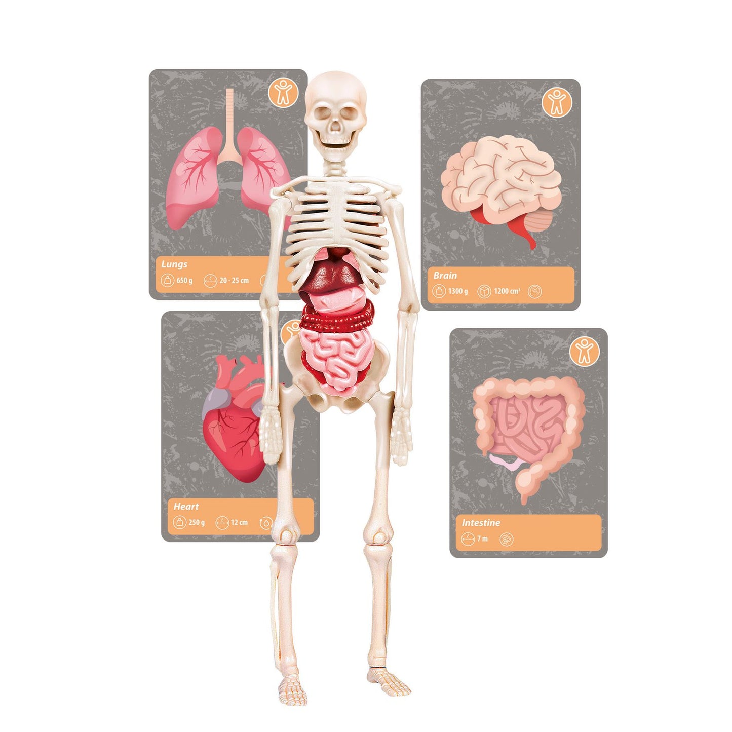 History Of Life On Earth Science Set