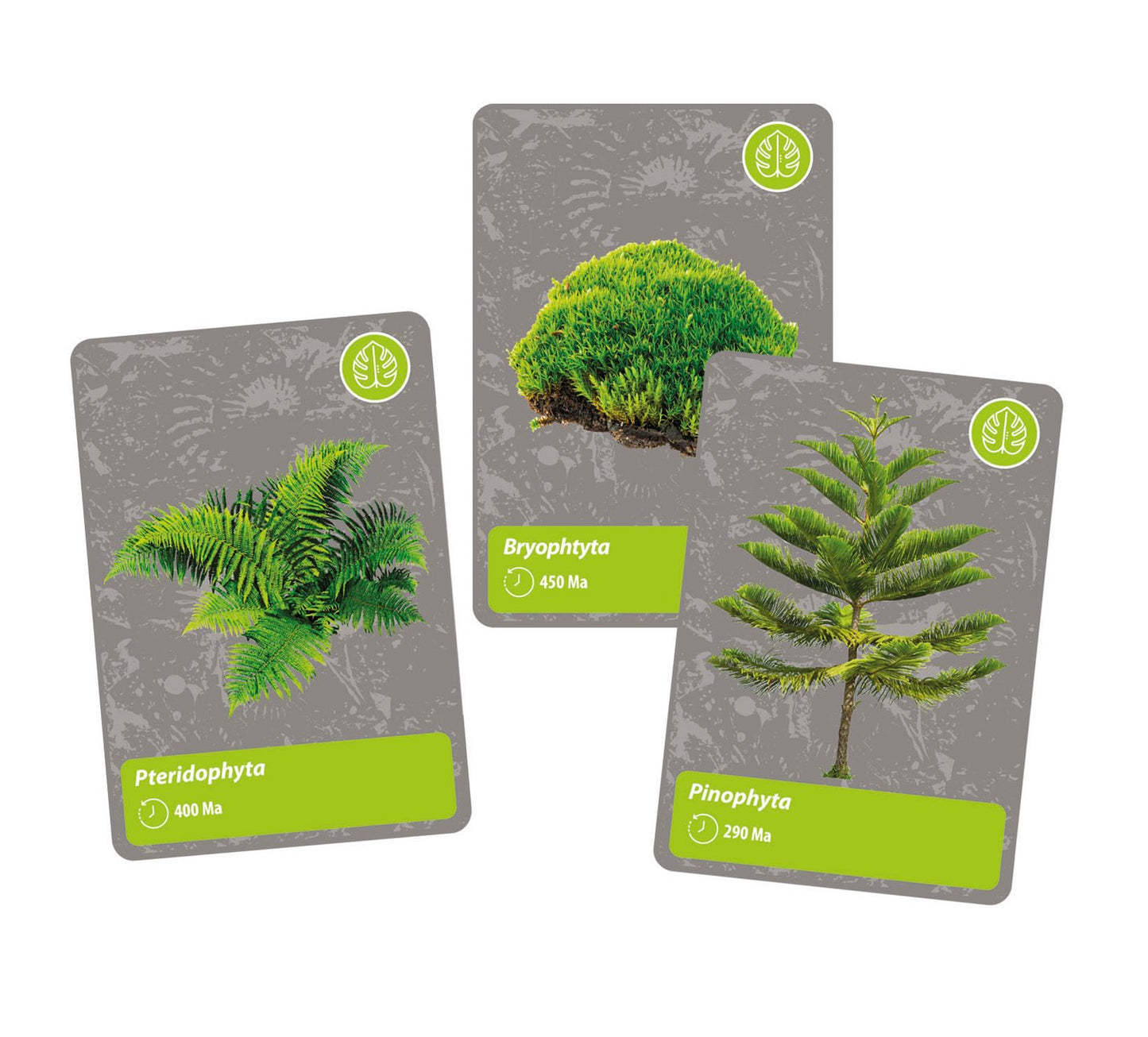 History Of Life On Earth Science Set