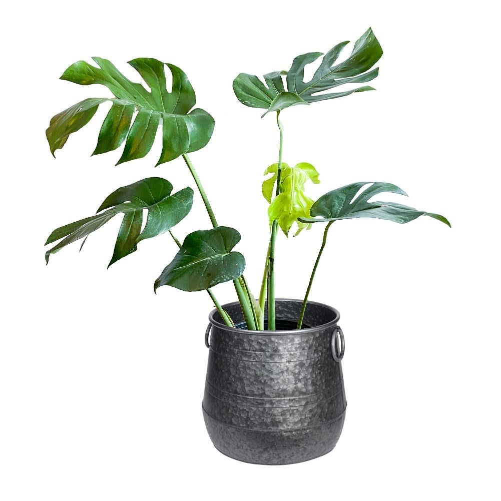 Industrial metal pot for plants - durable and stylish