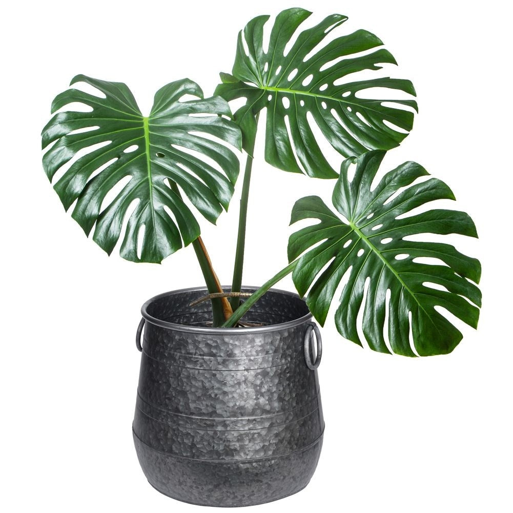 Industrial metal pot for plants - durable and stylish