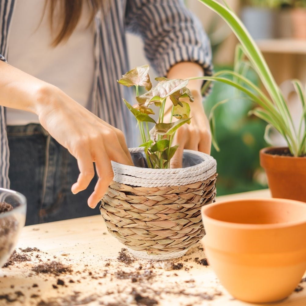 Natural plant pot made of seaweed, jute cord and wood for all styles