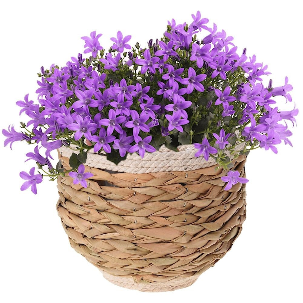 Natural plant pot made of seaweed, jute cord and wood for all styles