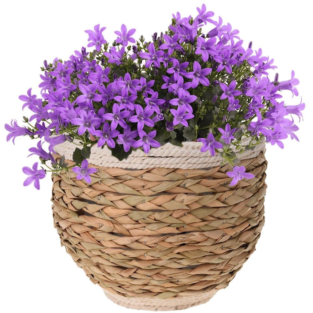 Natural plant protection of seaweed, jute cord and wood