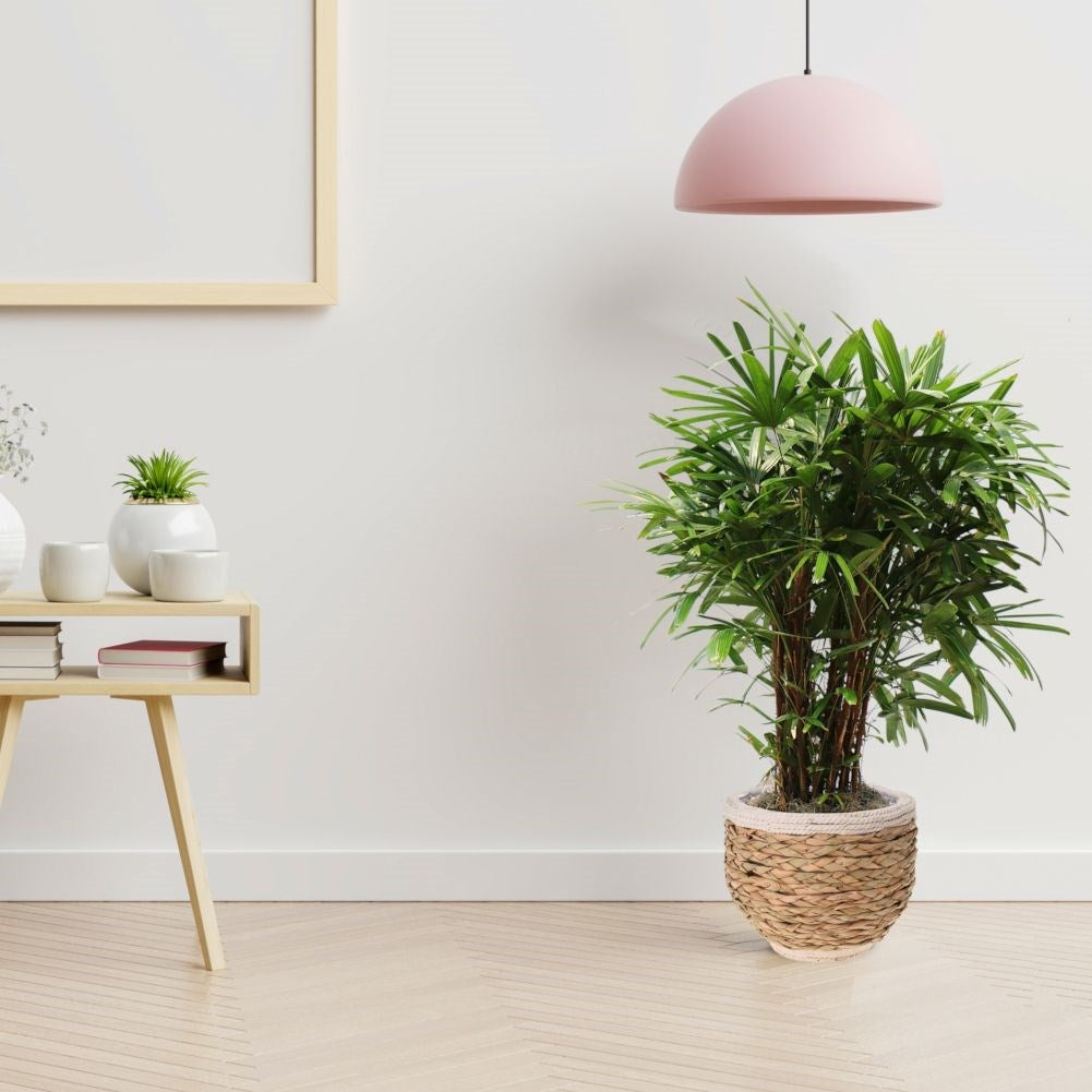 Natural plant protection of seaweed, jute cord and wood