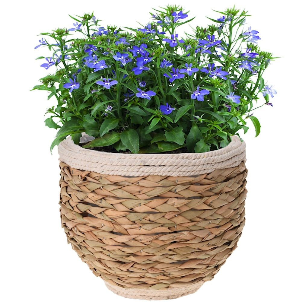 Natural plant wrap in seaweed and jute for all interiors