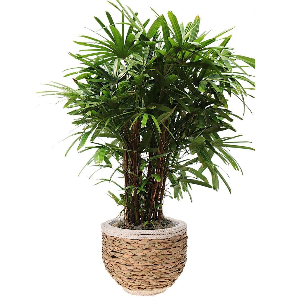 Natural plant wrap in seaweed and jute for all interiors