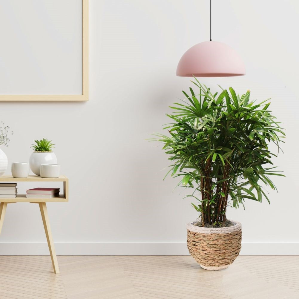 Natural plant wrap in seaweed and jute for all interiors