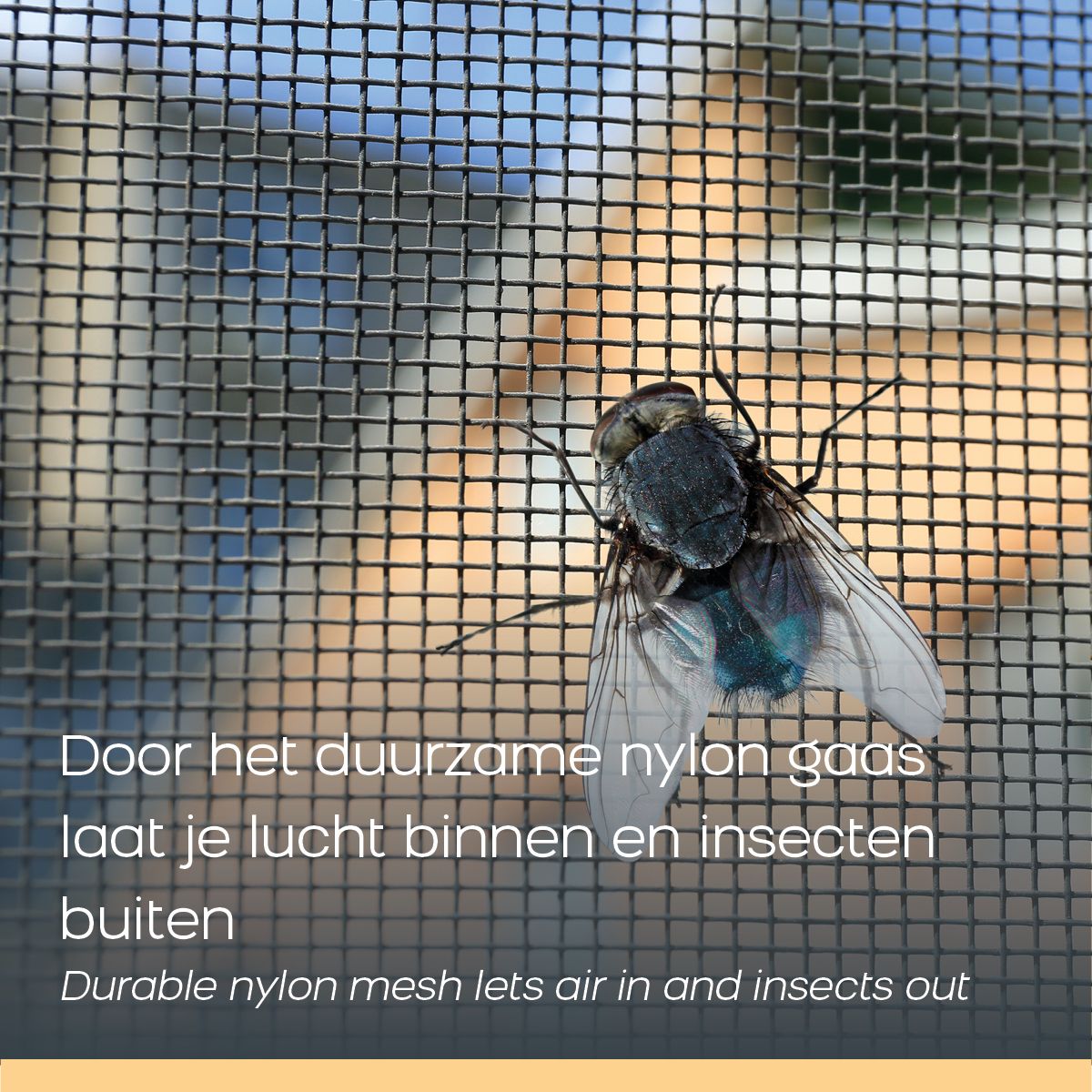 Orange Donkey - Miracle Door - Black