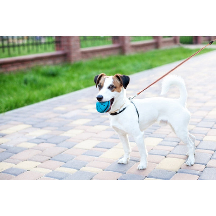 Pet Treatment ED-41661: Retractable Glow in the Dark Dog Leash - 3.5M Orange