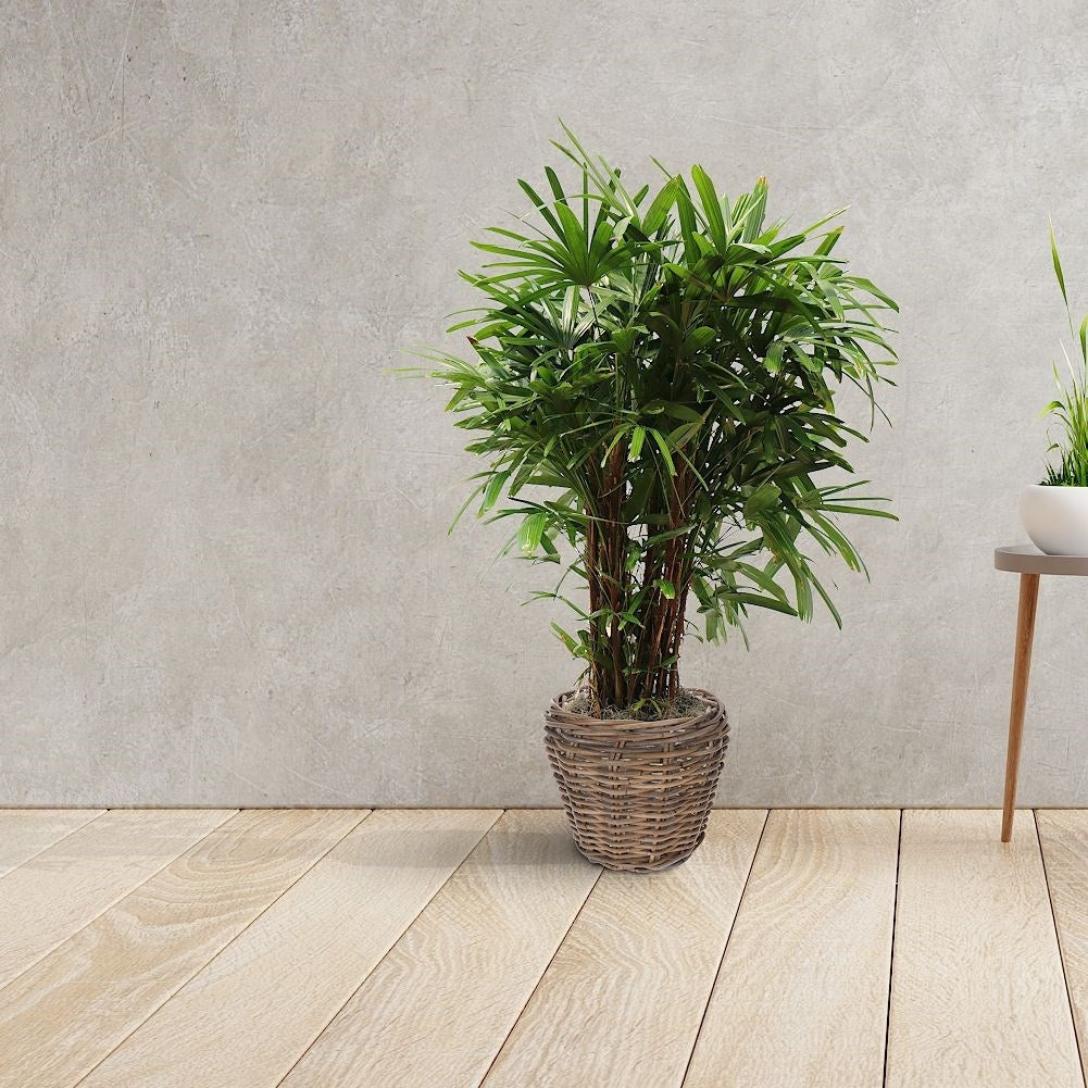 Rattan basket for plants and herbs - natural and stylish