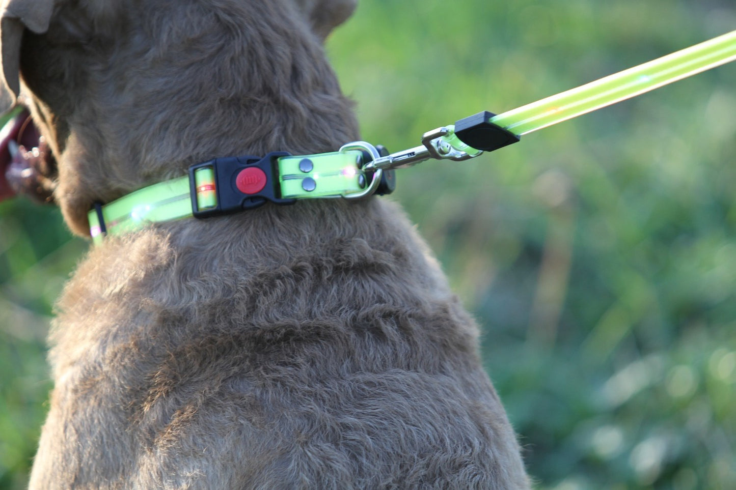 Reflective Dog Leash & Collar Set – Weather Resistant, 1.5M