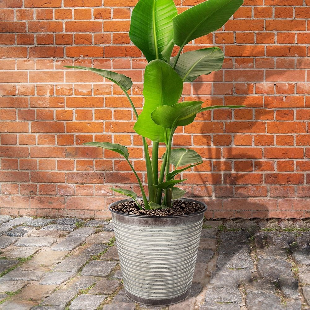 Rusty pot in galvanized metal for all plants