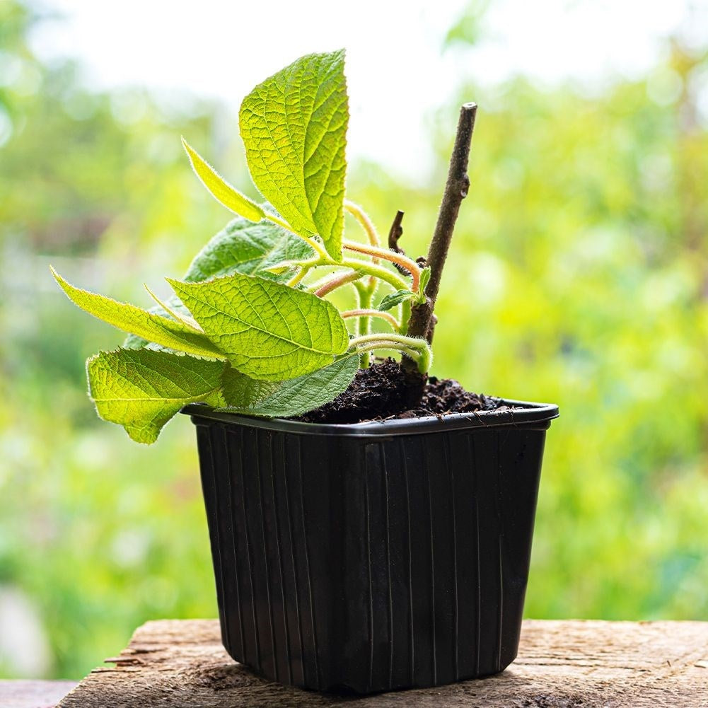 Seed pots set: 12 pcs for sowing seeds and stronger plants