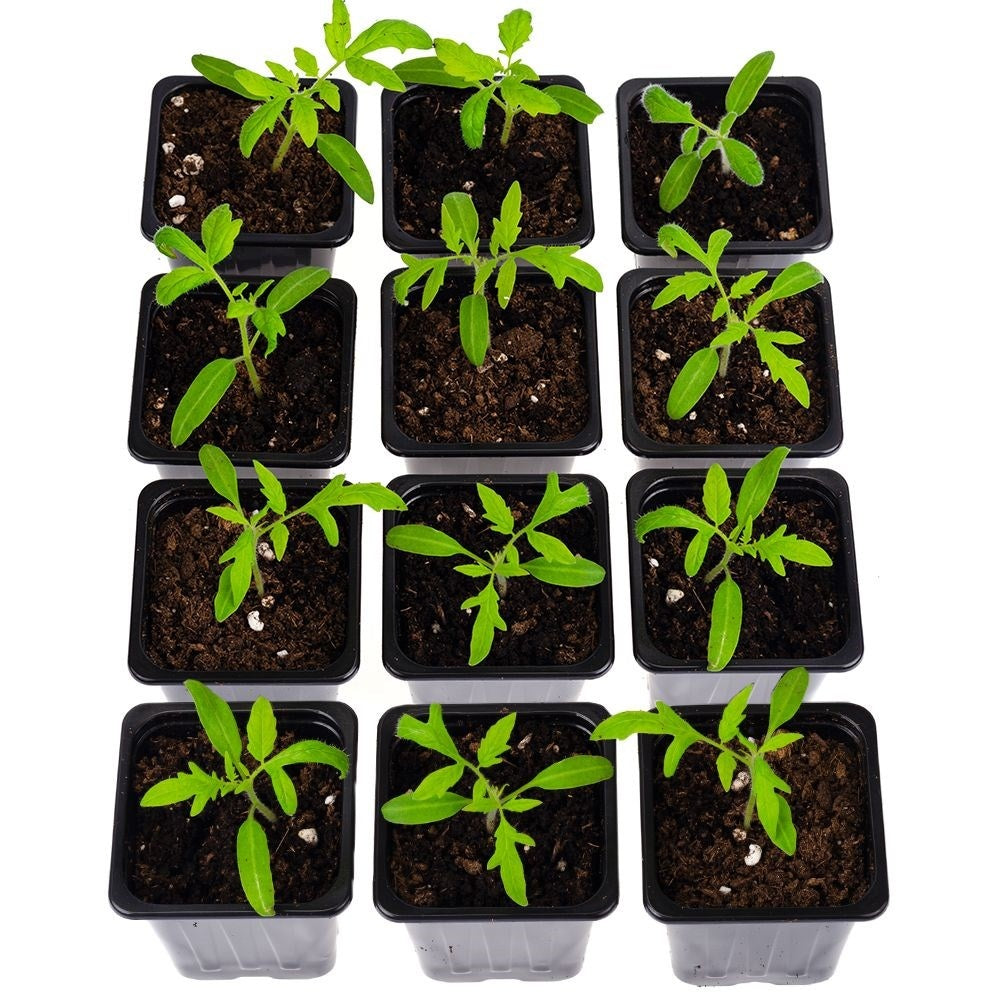 Seed pots set: 12 pcs for sowing seeds and stronger plants