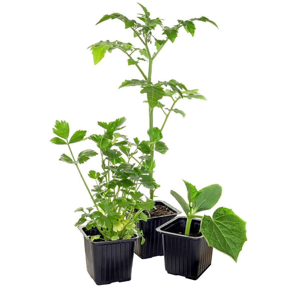Seed pots set: 12 pcs for sowing seeds and stronger plants