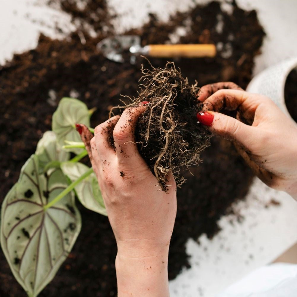 Small garden tools for balcony and indoor cultivation