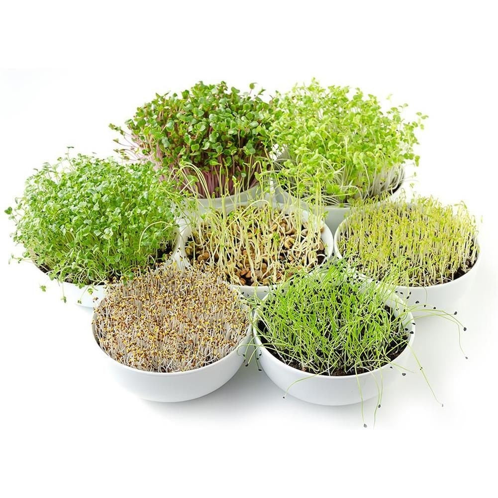 Sprout container with strainer and lid in high-quality plastic
