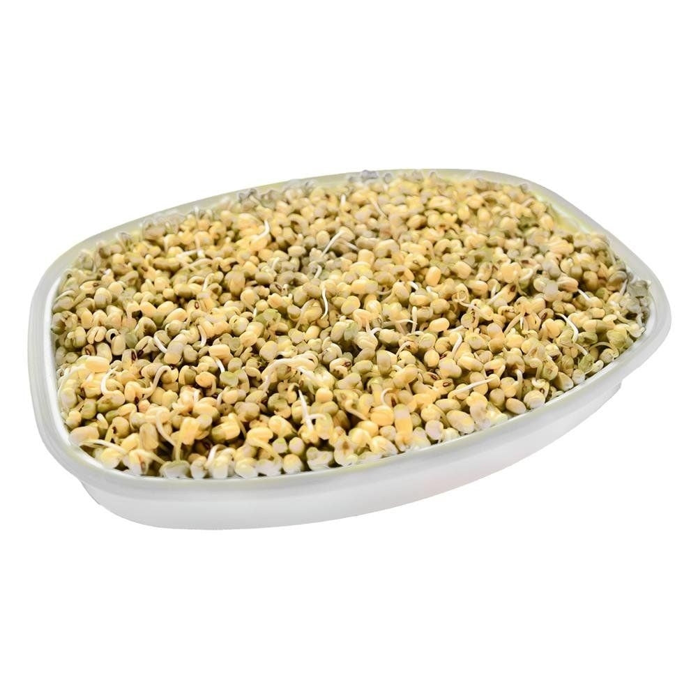 Sprout container with strainer and lid in high-quality plastic